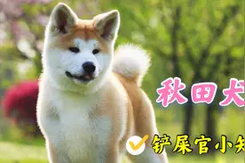 性格特殊的日本国犬，忠诚却不适合家养的大型犬，秋田犬了解一下视频封面