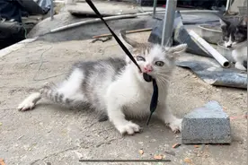 这只特别“凶”的流浪猫猫，全身都炸毛了，恶狠狠地咬着绳子不放视频封面
