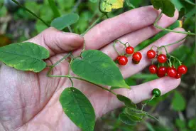 白英又叫“山甜菜”，遇见别当杂草，了解全草及根的价值视频封面