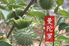 植物曼陀罗有小毒，它的用途是亮点，值得大家观看与了解哦