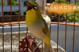 怎样遛绣眼鸟儿最容易开口鸣唱，这方法的效果真是没想到会恁好