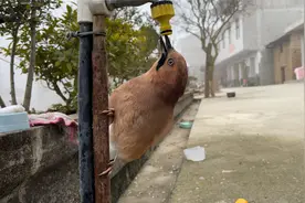 松鸦零下3度洗澡，它的羽毛具有防水功能视频封面