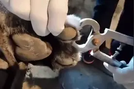 老虎屁股摸不得爪子摸得？老虎患了甲沟炎 兽医麻醉老虎后剪指甲视频封面