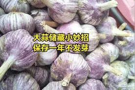 大蒜储存小妙招，用这两个方法储存，一整年不发芽不干瘪视频封面