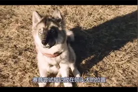 哈士奇救下50多个孩子，根据事实改编，史上最聪明的狗狗视频封面