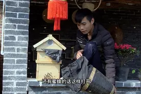 野外收回来的蜜蜂，如何过箱，小福来教大家方法，视频封面