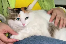 一只又瘦又掉毛的小猫，被爱心姐姐收养，半年后蜕变成一只仙女猫视频封面
