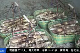 荆楚益农 | 崇阳雷竹正上市 味美价高市场俏视频封面