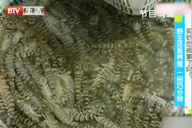 新鲜海鲜新鲜吃，野生还是养殖一招巧分辨，买虾您买对了吗?视频封面