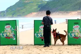 综艺：搜救犬果然牛，只是训练了几个月，它们就这么厉害了！视频封面