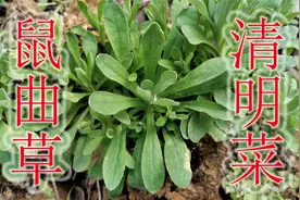 农村鼠曲草又名“清明菜”，是药食同源植物，带走抽烟人的烦恼视频封面