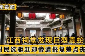 江西祠堂发现巨型蛇窝，村民驱赶却惨遭攻击，蛇群为何守护祠堂？视频封面