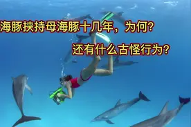 两公海豚挟持母海豚十几年，究竟为什么？海豚还有何“怪”行为？视频封面