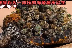 海龟背壳上长满藤壶酷似一块块大石头压的海龟痛不欲生，急需清理视频封面
