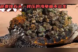 海龟背壳上长满藤壶酷似一块块大石头压的海龟痛不欲生，急需清理视频封面