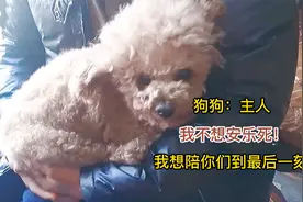 14岁泰迪年老多病，主人不愿受折磨打算安乐死，最后还是不忍心！视频封面