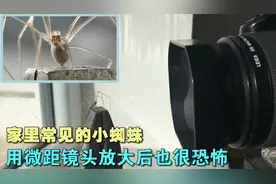 家里常见的小蜘蛛 用微距镜头放大后也很恐怖 还能自断双腿逃脱