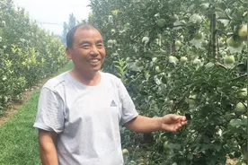 矮化密植苹果丰产早产量高，一亩收入多少钱？大叔说出数字真不少视频封面