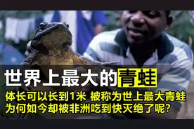 世界上最大的青蛙，体长竟然可达1米，如今却被非洲人吃到快灭绝视频封面