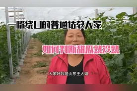 甜瓜如果这样了，就证明要熟了，教你如何快速判断甜瓜熟没熟