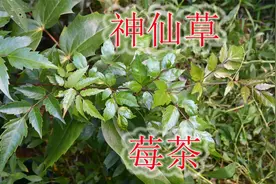 野生藤本茶叶“莓茶”，民间有“神仙草”之称，分享辨识好品质视频封面