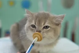 嘬嘬嘬，小奶猫视频封面