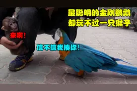动物园里最嚣张的金刚鹦鹉，却被小猴子耍得团团转，还因此失宠！视频封面