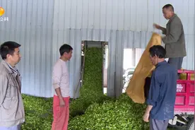 湖南十大文明小镇！常德石门县壶瓶山镇文旅融合迎嘉宾|帮女郎视频封面