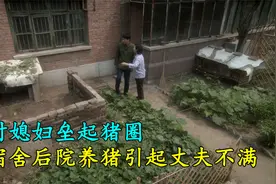 农村媳妇垒起猪圈，要在宿舍后院养猪，丈夫呵斥她没教养视频封面