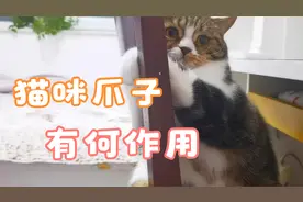 猫咪爪子养猫的人都喜欢拿来摸摸，除了卖萌还有什么作用？