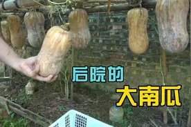 邻居大姐太厉害了，用一小块土地，南瓜多到全家吃不完