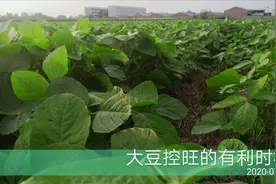 大豆控旺，促进营养生长和生殖生长协调，要掌握有利时机和施药量视频封面