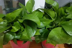 蛋壳加醋是个宝，绿萝用了绿油油，比花肥还好使视频封面