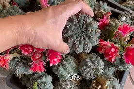 绯花玉仙人球，换盆“狠一点”，生根快，易开爆