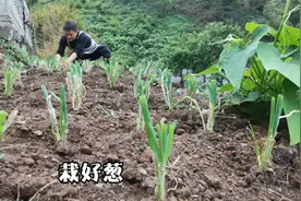 学会这个栽葱方法以后就不用买葱了，阳台上就能种，方便又实惠！