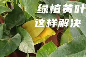 养的盆栽总是黄叶脱落怎么办？做到这几点，让你的盆栽枝叶繁茂视频封面