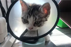 小猫咪竟然还有两幅面孔，原来一摸就卧倒，现在天天斜眼瞅我视频封面