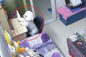 狗狗沉醉动画片无法自拔，被主人呵斥后，一系列操作把网友看惊了