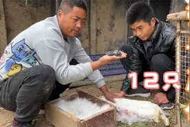 大哥家兔子产仔了，一窝12只，小伙说这只颜色特别，而且最大个！视频封面