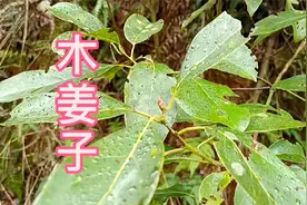 贵州山里的木姜子，味道清凉，用处广泛，药用食用都可以！视频封面