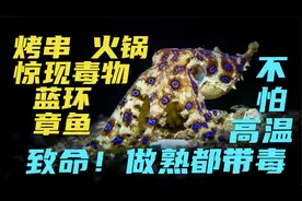 吃货和死神擦嘴而过？烧烤火锅都惊现毒物-蓝环章鱼 熟透了都有毒视频封面