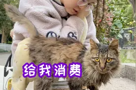 千万不要低估一只流浪猫的身价视频封面