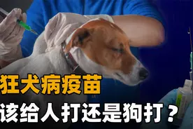 中国狂犬病防治真的走错路了？疫苗到底该给人打，还是给狗打？视频封面