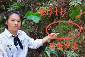 珍贵而稀少的“蛇足十杉”，一点点就值200元，3年终于找到一株视频封面