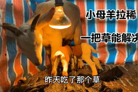 刚生产的小母羊拉稀，先别急着用药，坡姐用土办法看能不能控制住视频封面