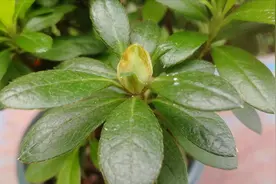 杜鹃花枯萎？3个步骤解决，很快恢复生长视频封面