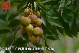 中国荔枝之乡原来在广西！记者探访荔枝种植地视频封面