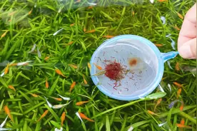 家里养的红虫丰收了，全都拿来喂小鱼，让它们一次吃个过瘾视频封面