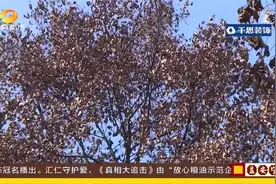 长沙：三十年的樟树枯了！居民痛心质疑“地面改造”损伤到树根视频封面