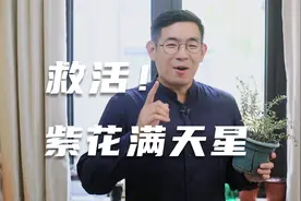 养死的满天星不要扔，园艺师教你救活它，包括修剪换盆浇水等技巧